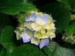 Hydrangeas